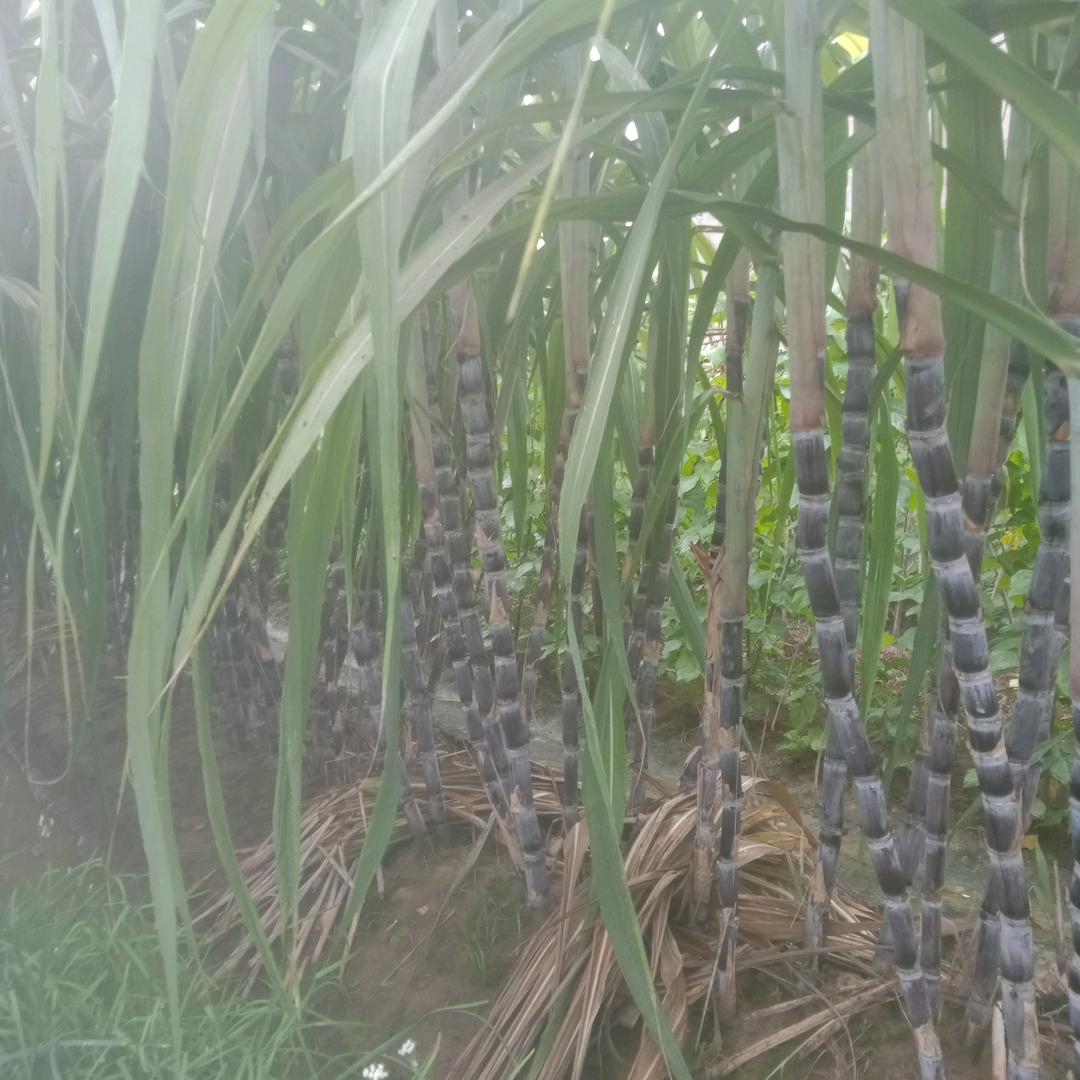 清风抚琴