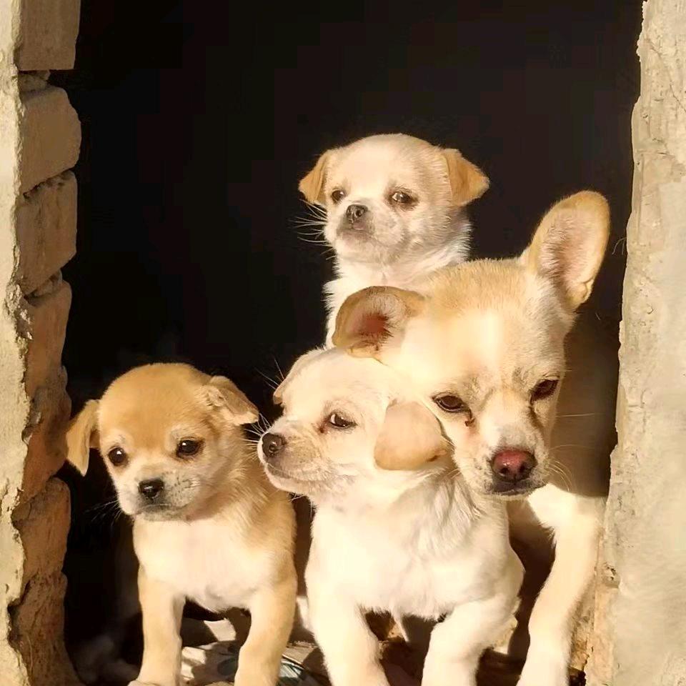 敦煌憨豆姐和她的毛孩子们
