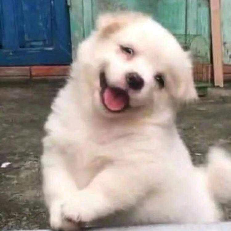 他家岁岁小平安