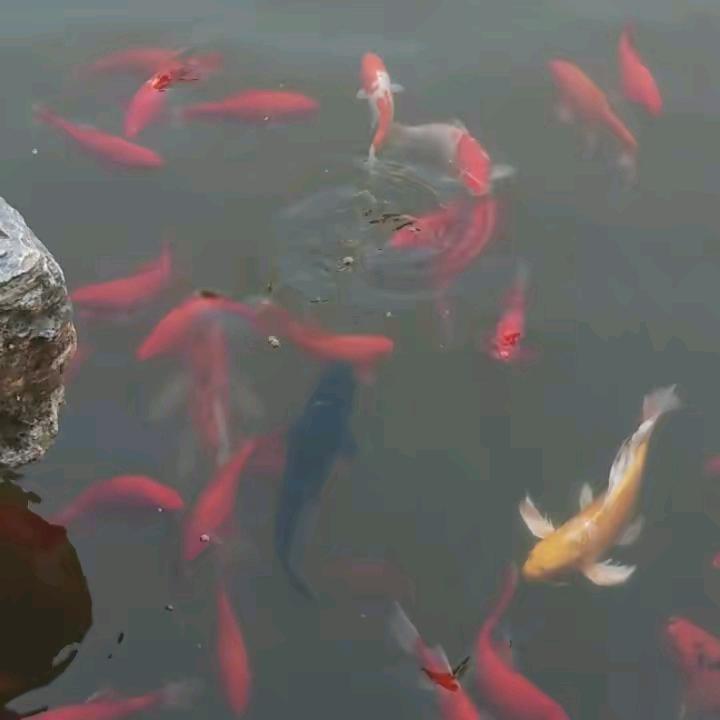 鱼🐠儿