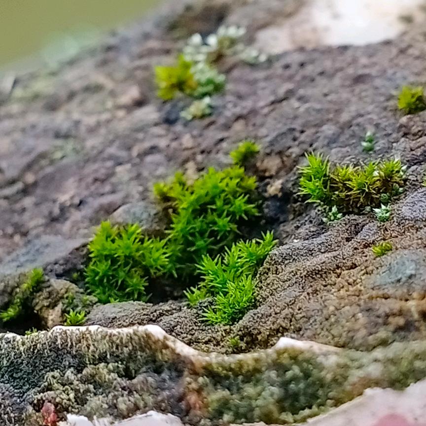 ^O^《叶子》