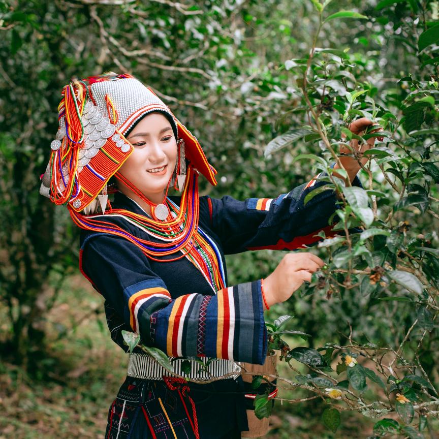 妖茶琪琪