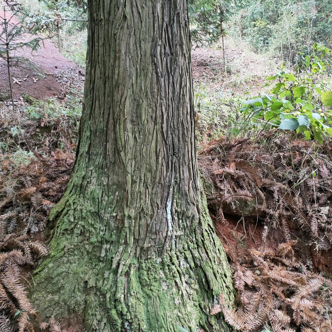 本地原木销售