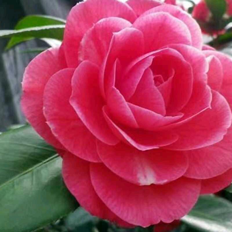 茶花