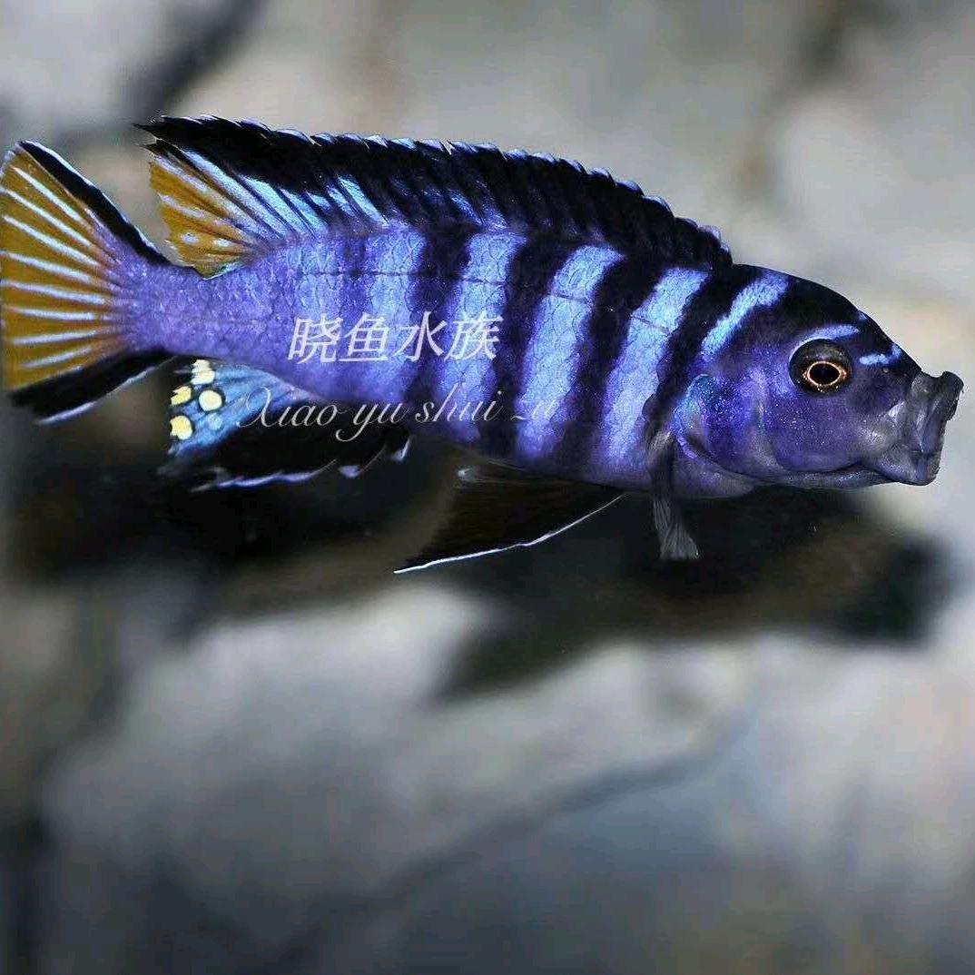 晓鱼水族