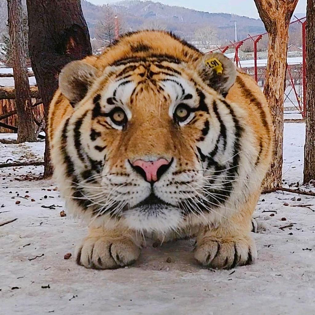 东北虎小虎哥