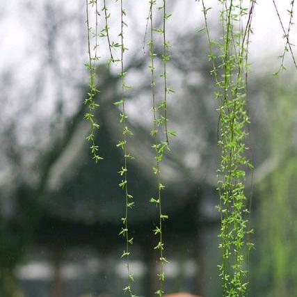 雨乡