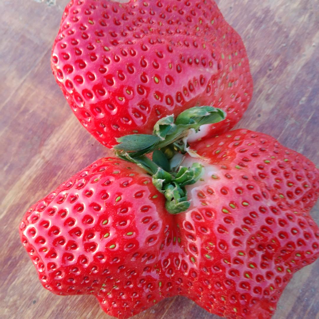 80后的人种草莓