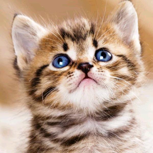 星仔(•̀⌄•́)