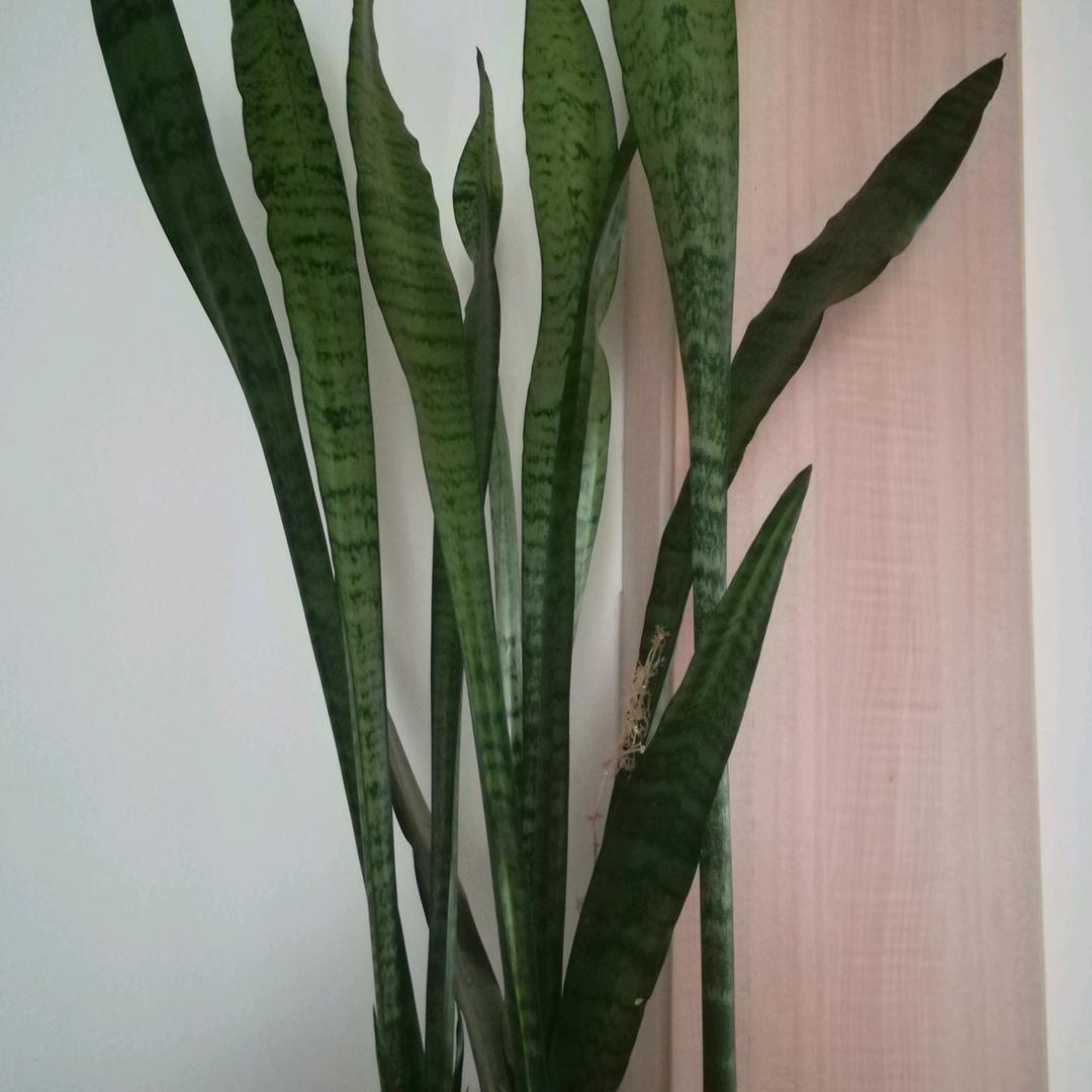 花开花落