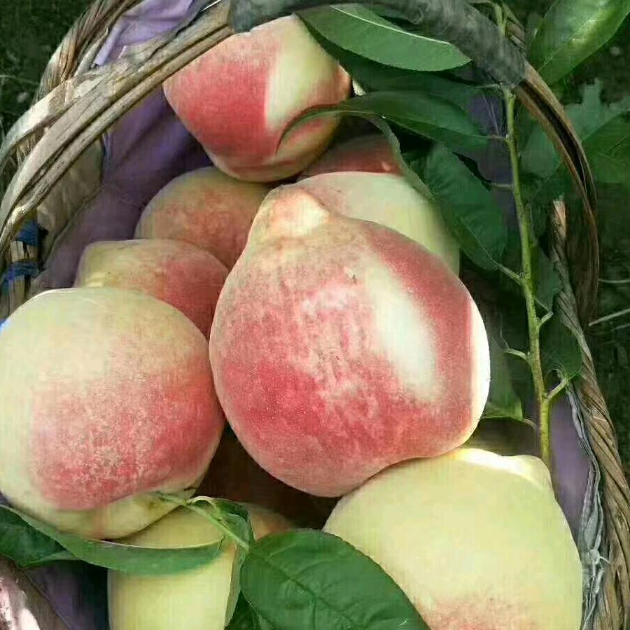 马庄《齐佳蜜桃采摘园》