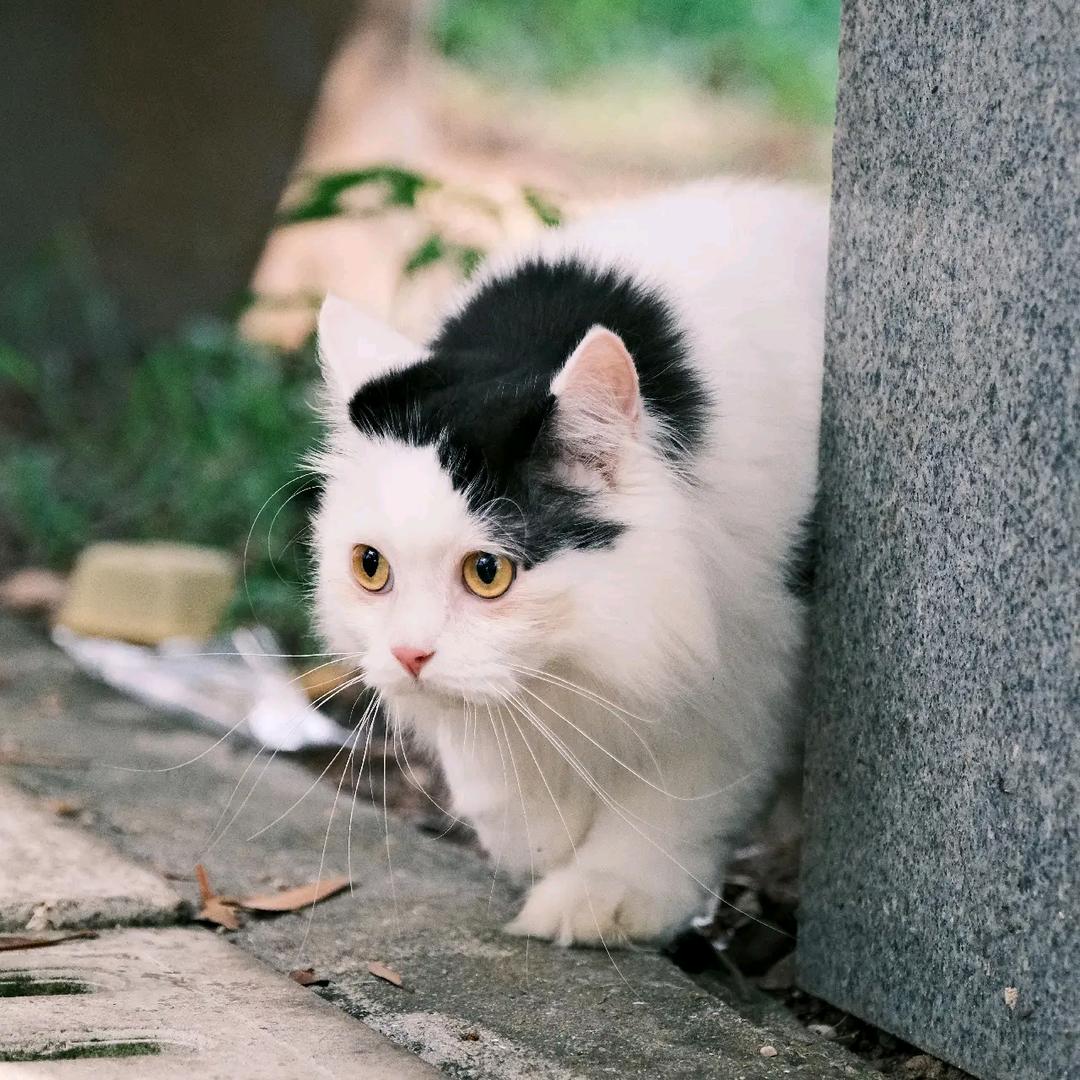 禮畫🇨🇳