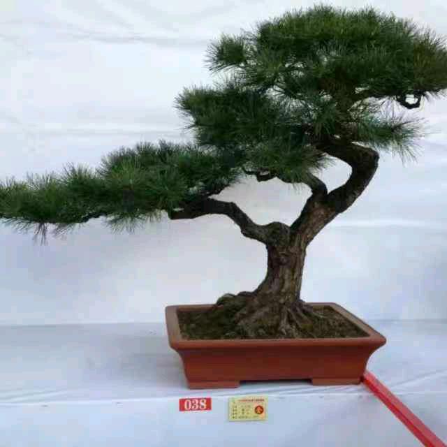 山里邱叔