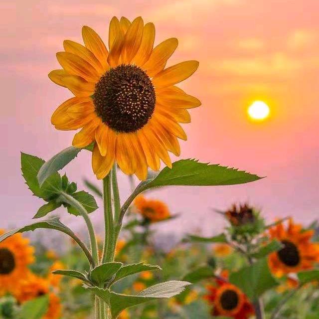 冬天里的太阳☀