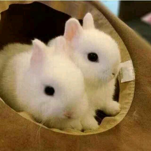 快乐豆子