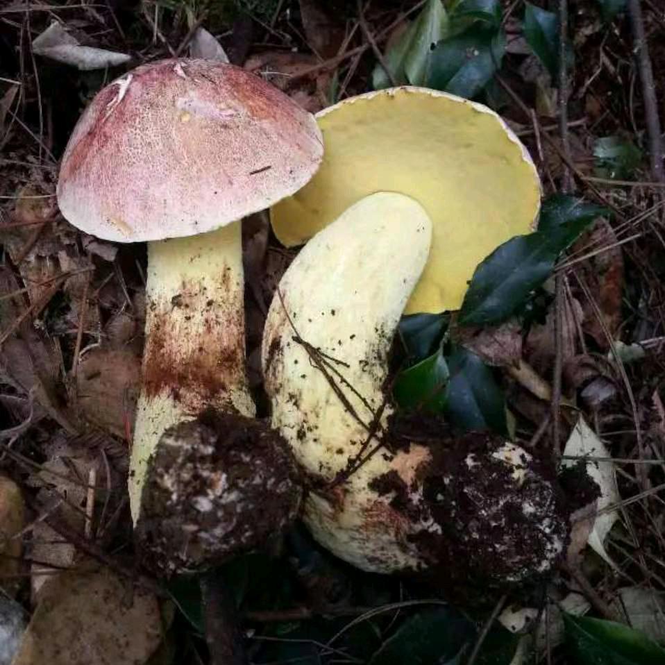 小吴土特产，货真价实，真心永远