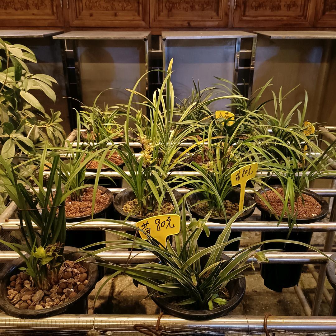 月光下的凤尾竹