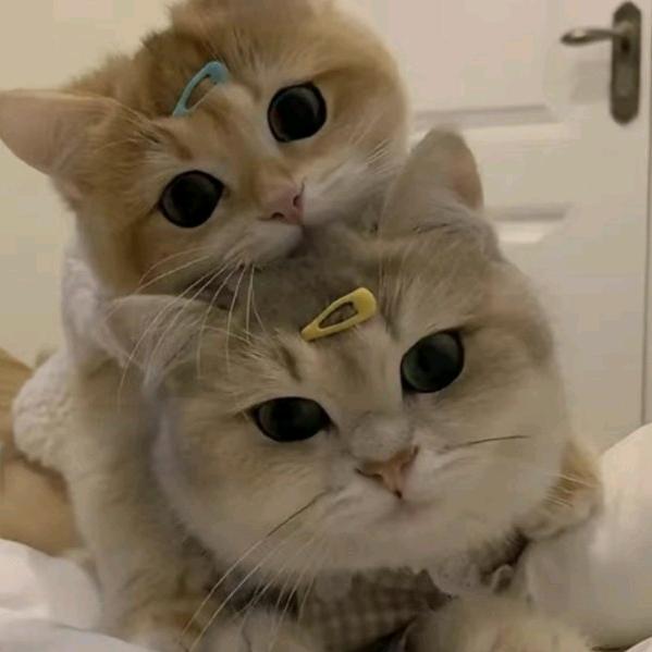 卡布奇诺的微笑