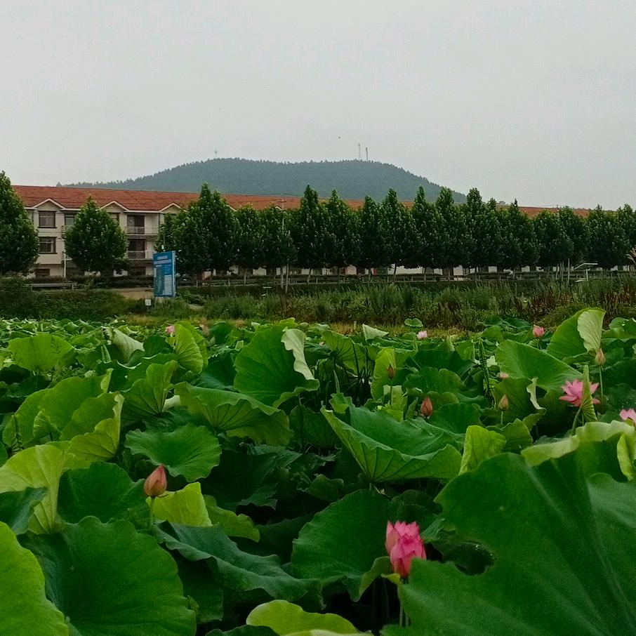 武穴市利秀虾稻连作专业合作社
