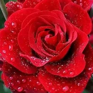 🌺🌺真爱永恒🌸🌸🌸🌹🌹