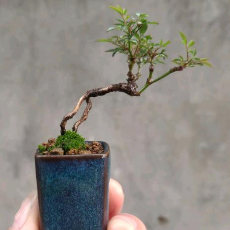 盆景小趣