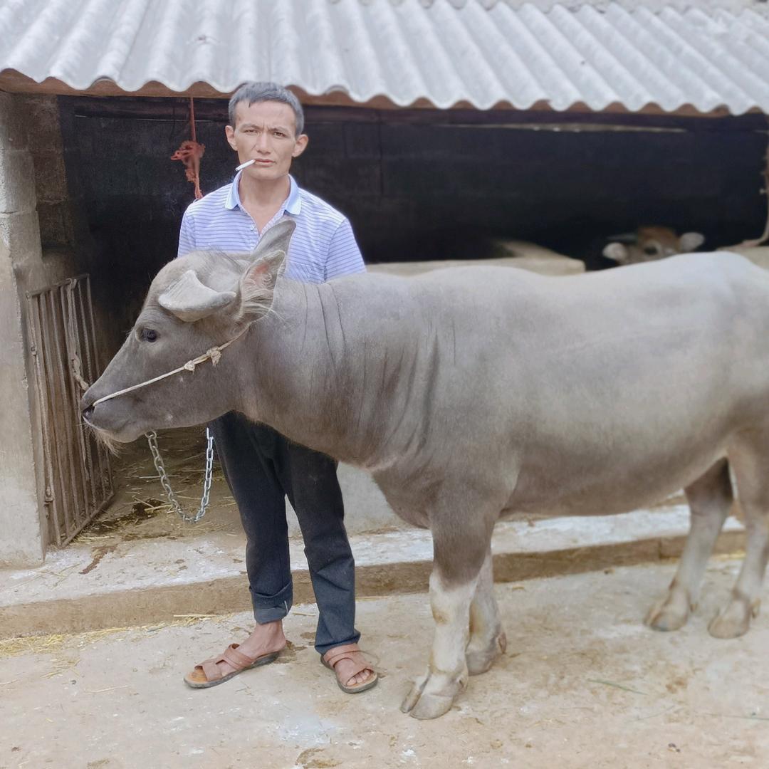一生挚爱“牛”