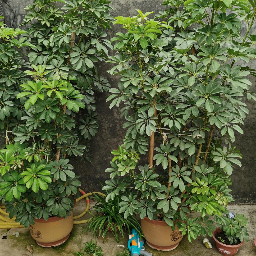 樂