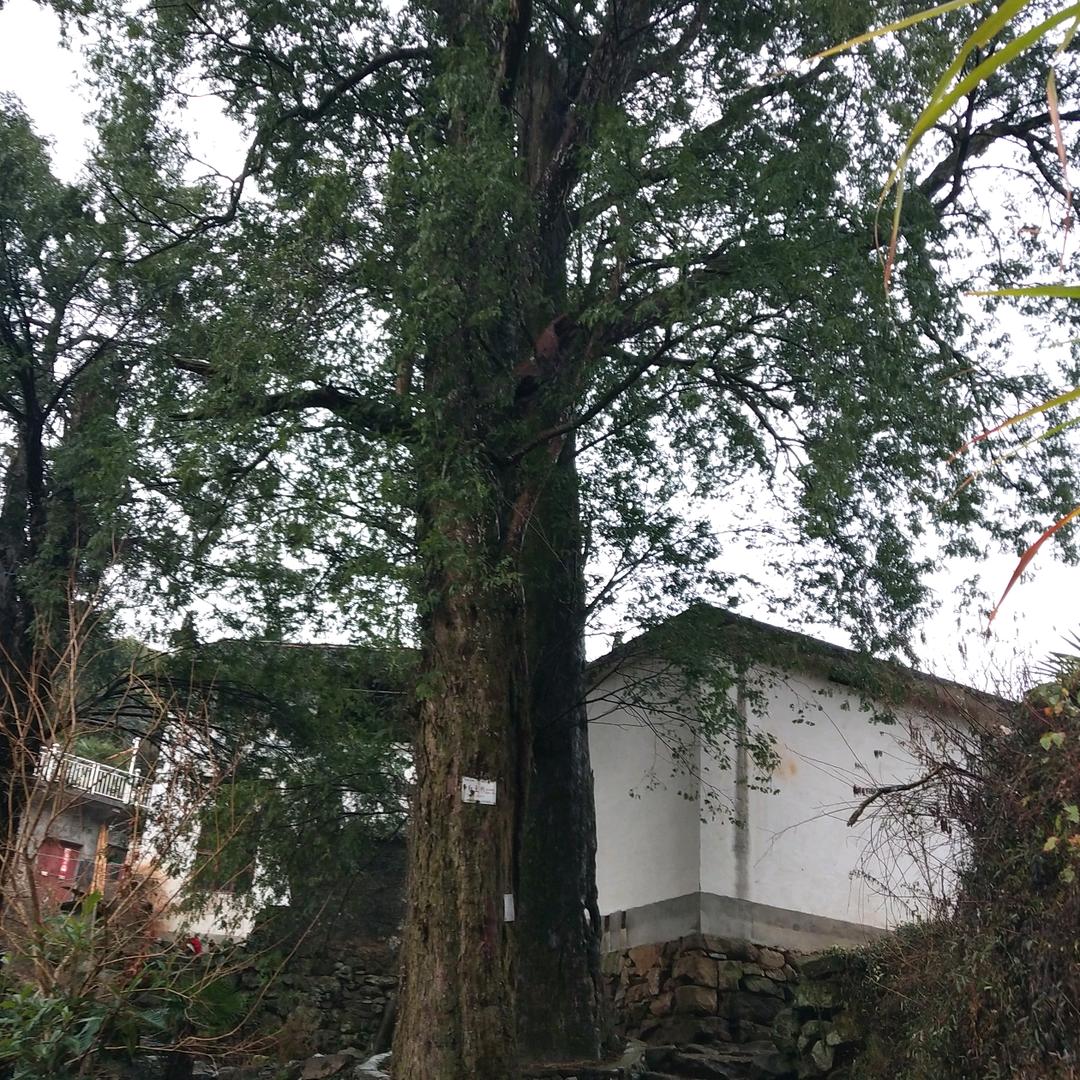 A晓晓