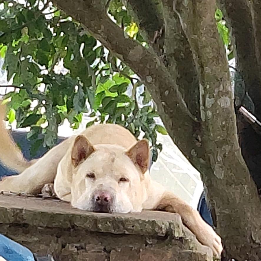 加州鲈鱼苗纯工厂化养殖基地（专做品牌苗）