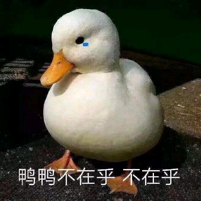 神豆豆