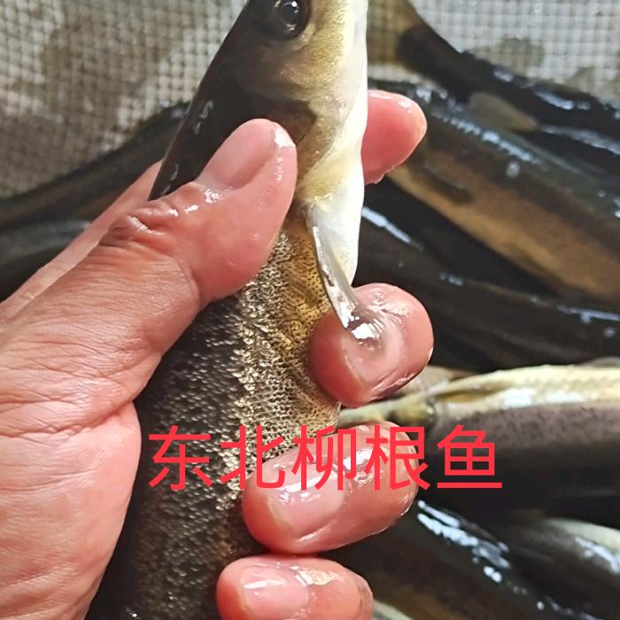 和龙市头道镇聚香阁生态渔庄