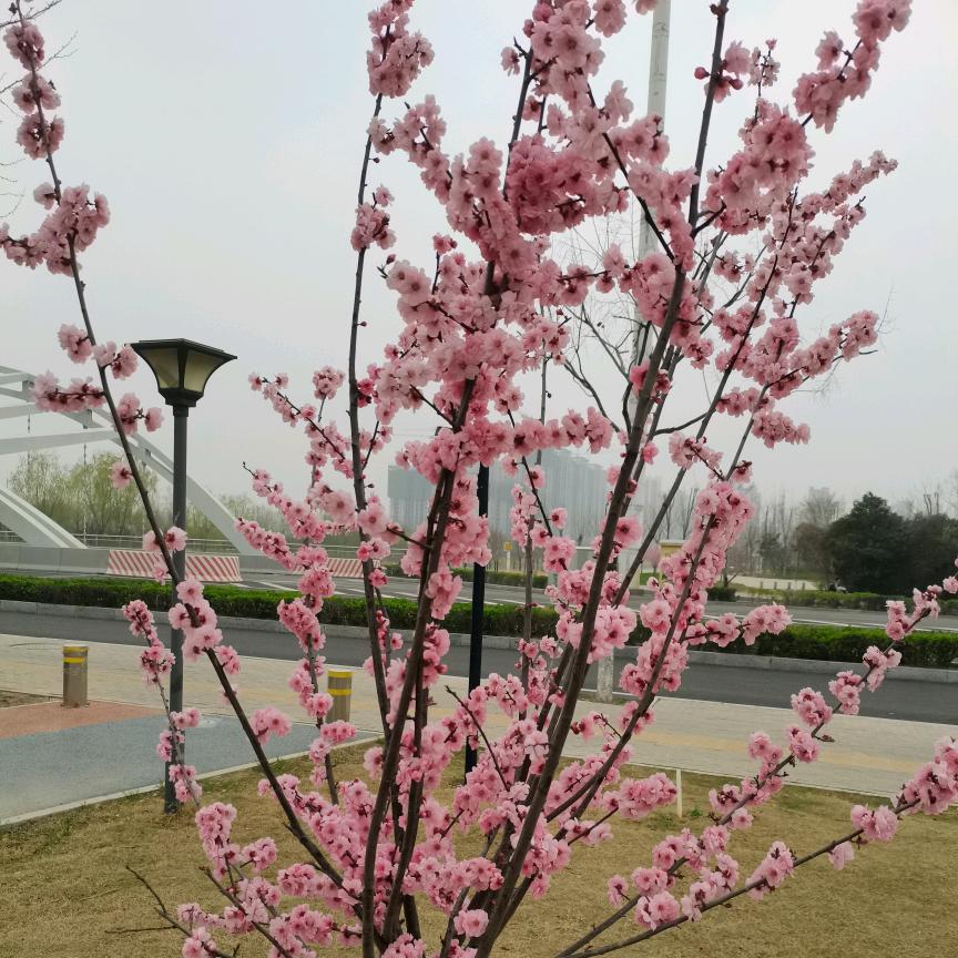 馨
