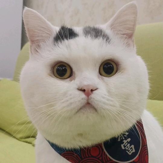 一只沫