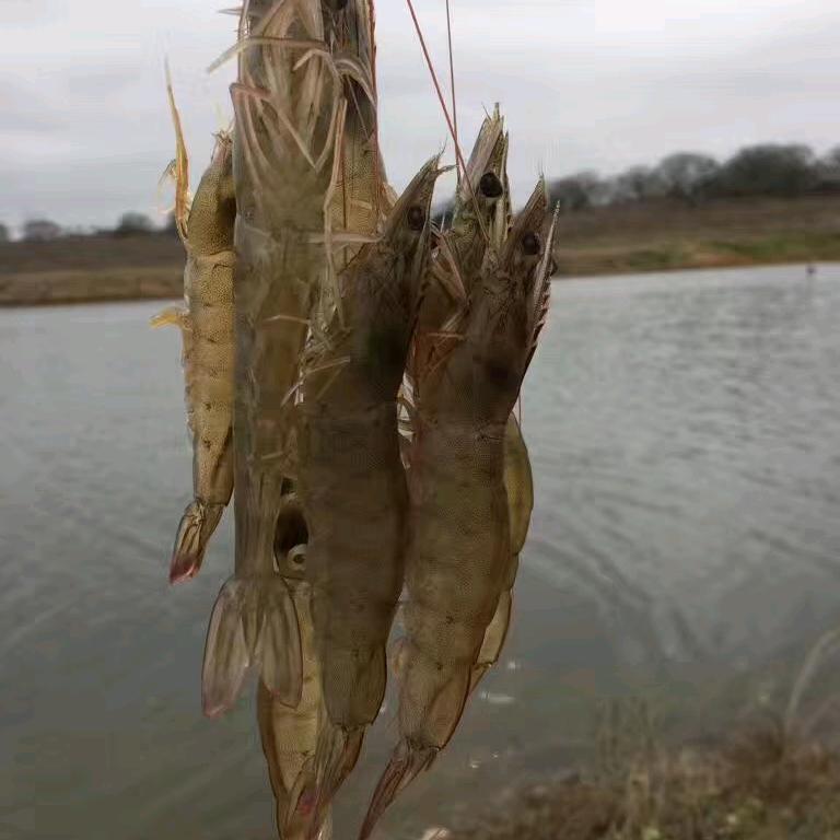 杨湖口青岛海鲜水产批发