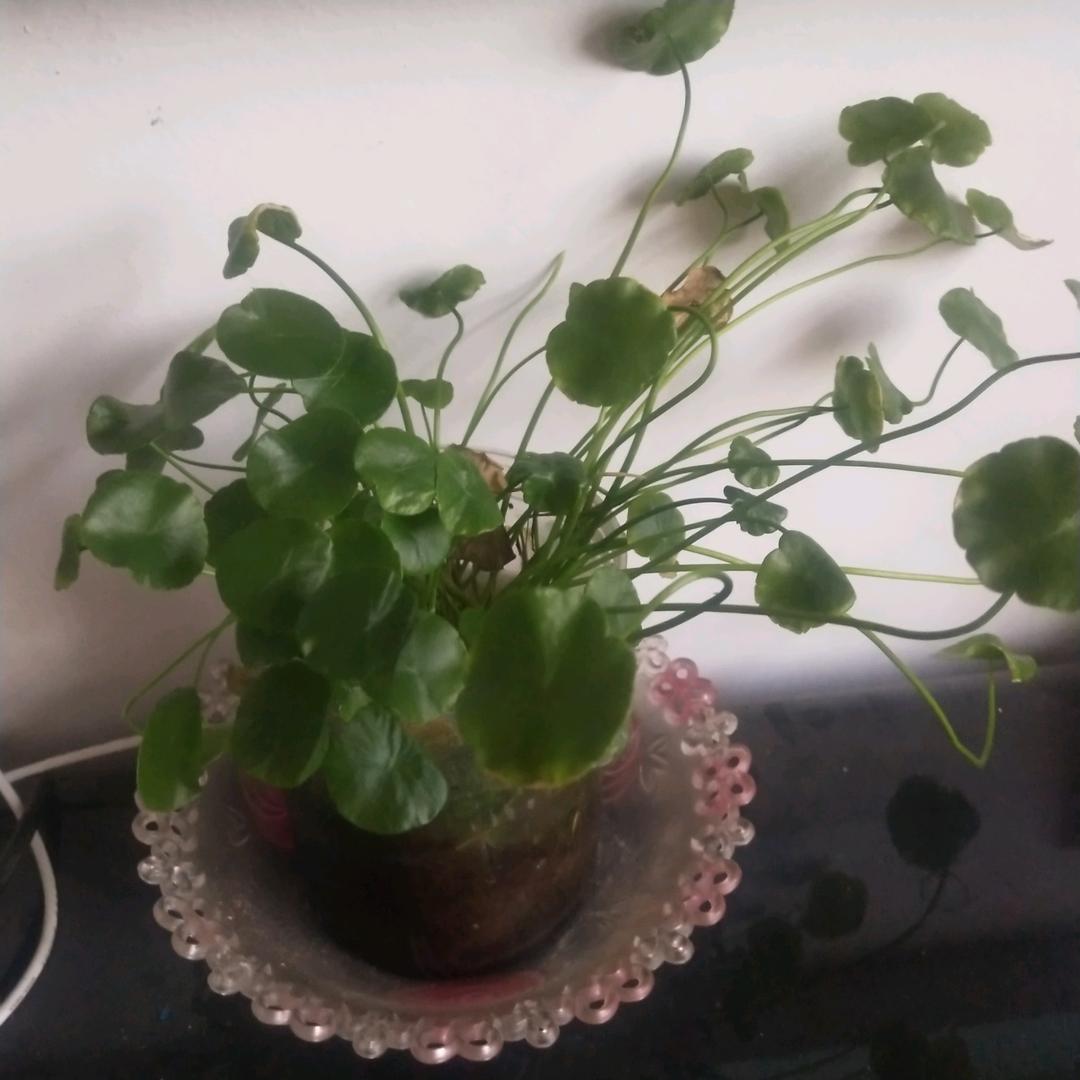 曹大人