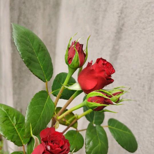 用户7373688芳芳。白手起家