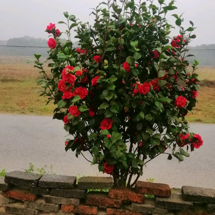 年年有余的余娘