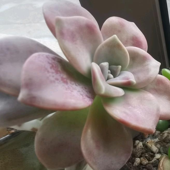 竹