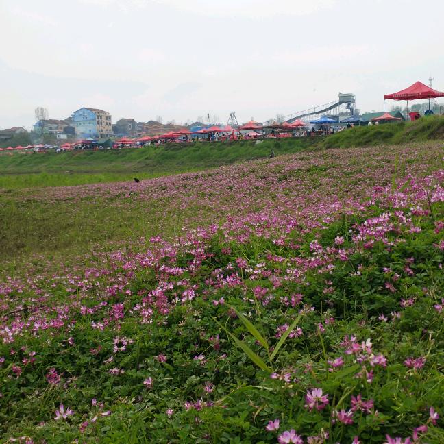 芳芳