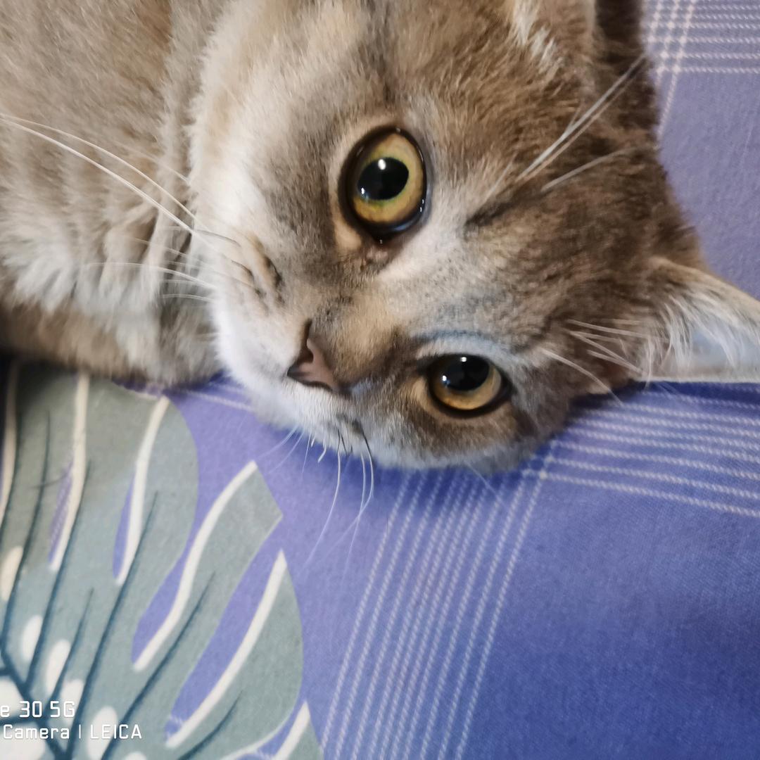 男版蒙娜丽莎。