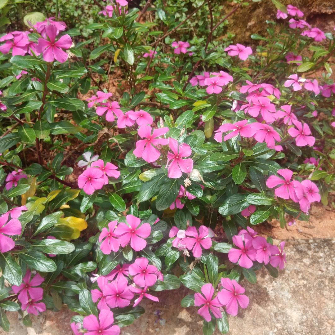 下大安 布朗族