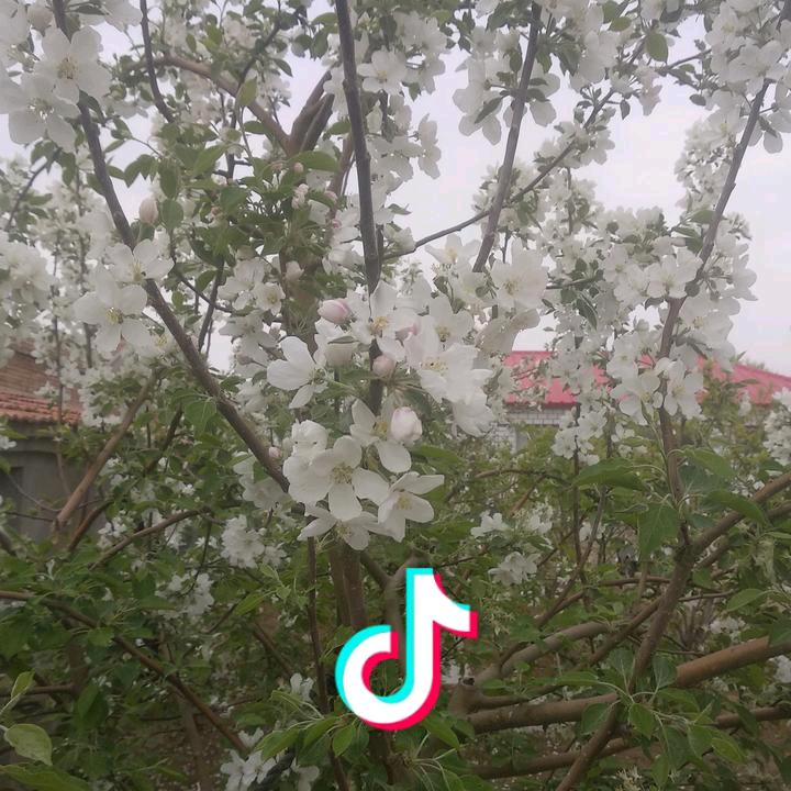 。华