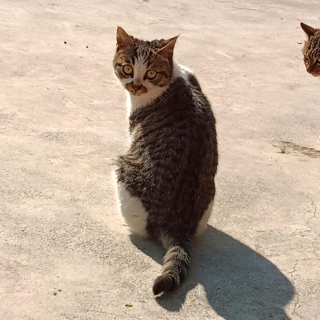 晏子