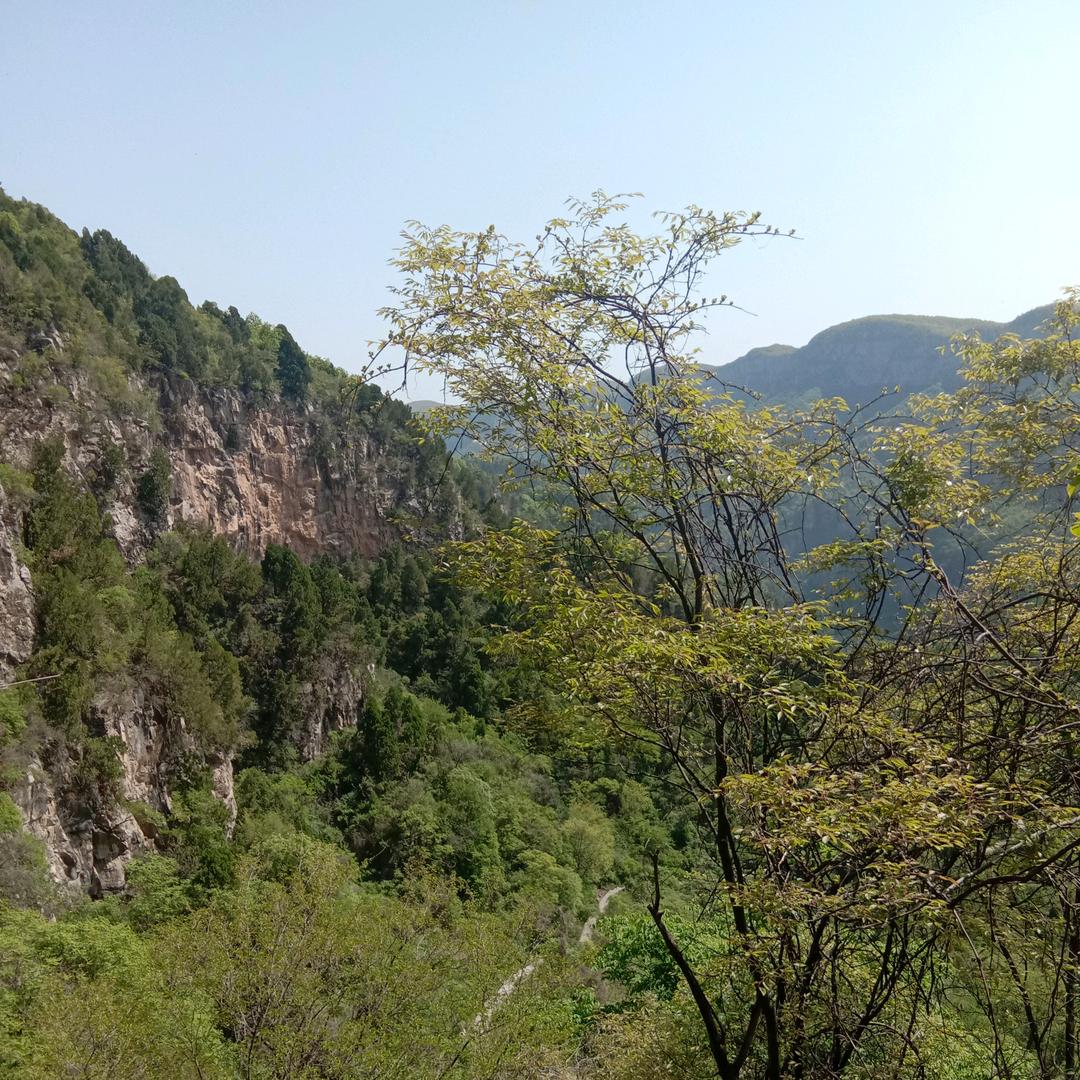 珍朱