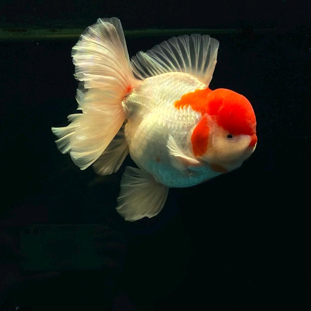 泰缘心悦金鱼