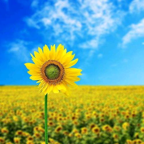 ໑岁月静好🕊꧔ꦿ᭄💞