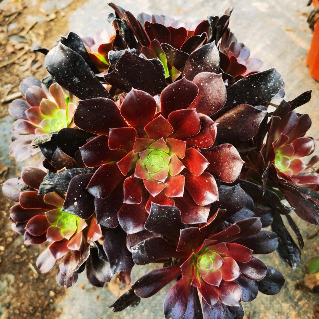 太康县银诚多肉园艺店