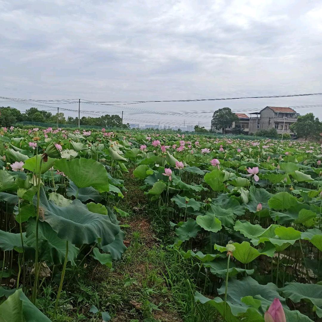 渝津汉