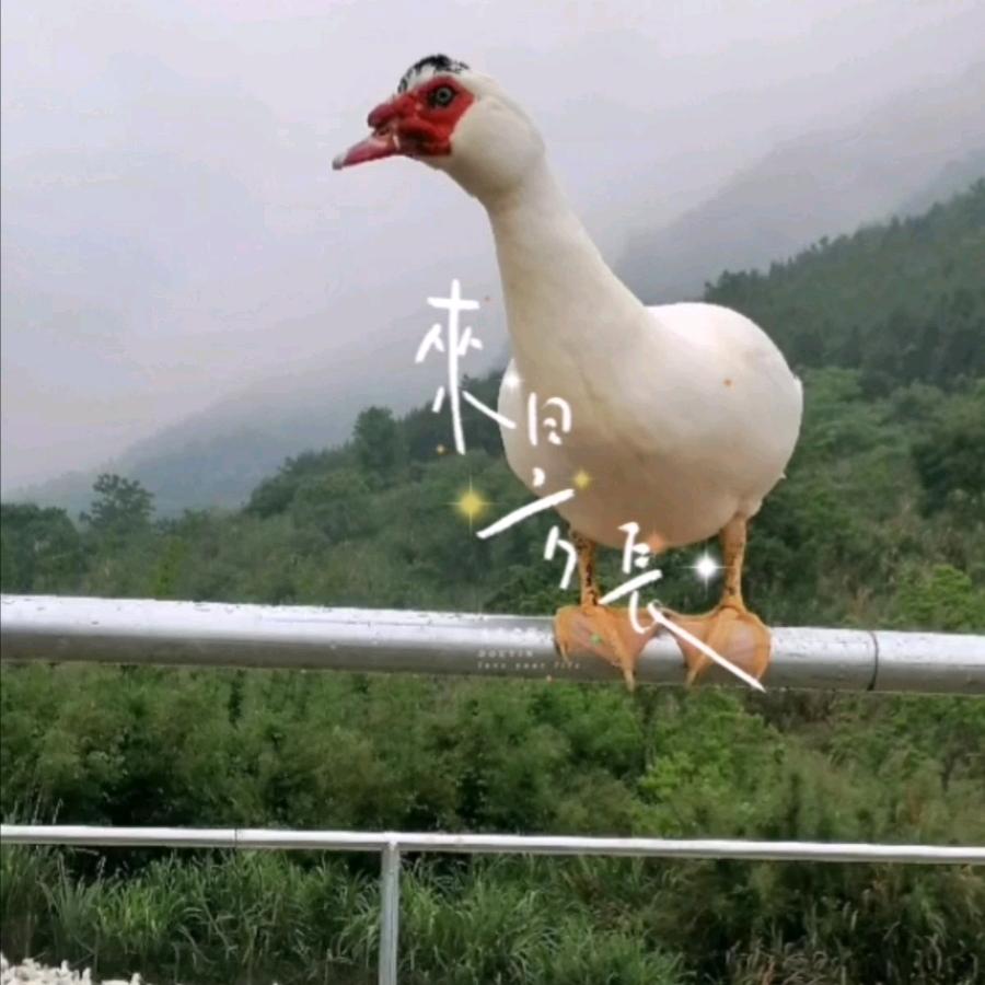 喜富宝农场