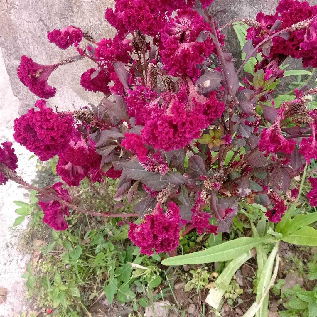 我的后伴生☞1218